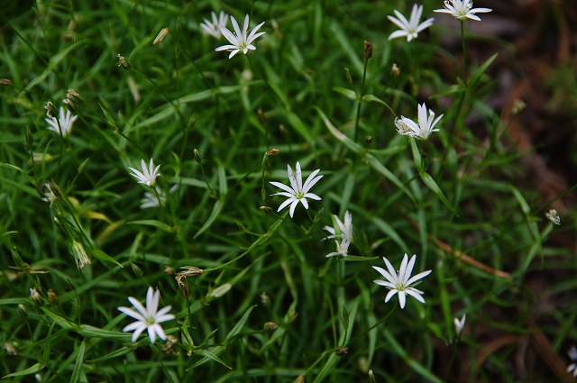 f:id:Argon:20130710221325j:image