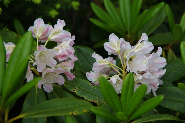 f:id:Argon:20130710221330j:image