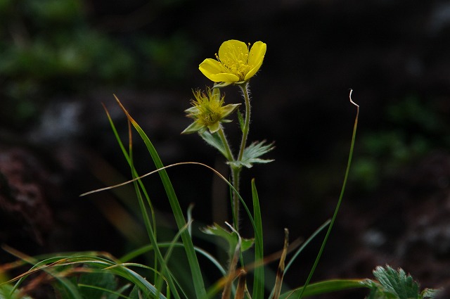 f:id:Argon:20130710221333j:image