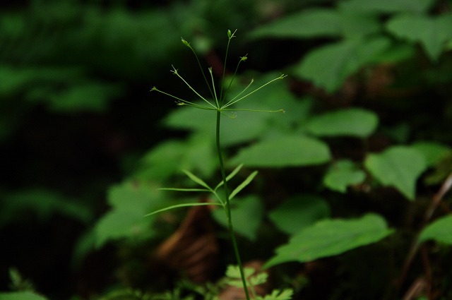 f:id:Argon:20130715224737j:image