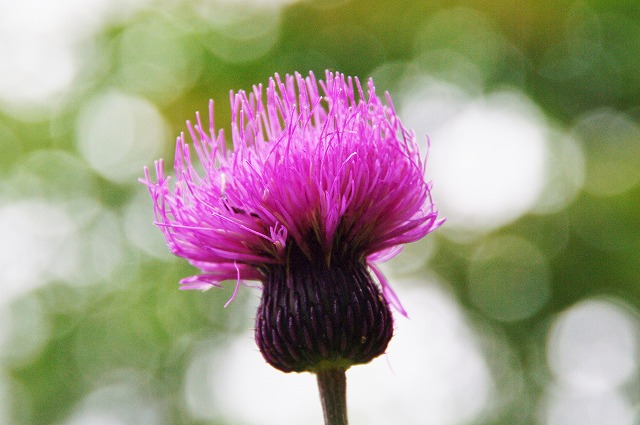 f:id:Argon:20130717223808j:image