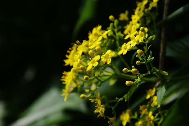 f:id:Argon:20130808202136j:image f:id:Argon:20130808202136j:image