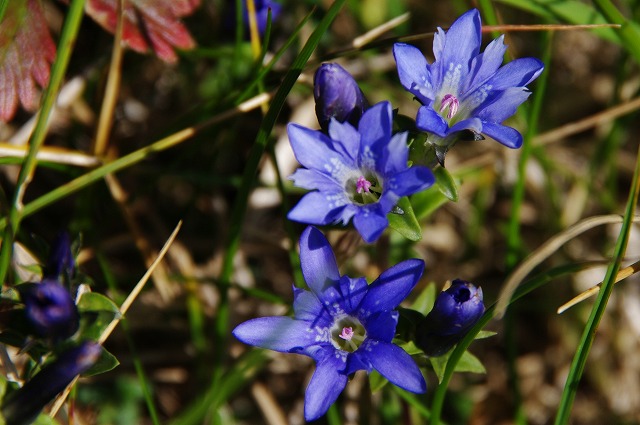 f:id:Argon:20130924230947j:image