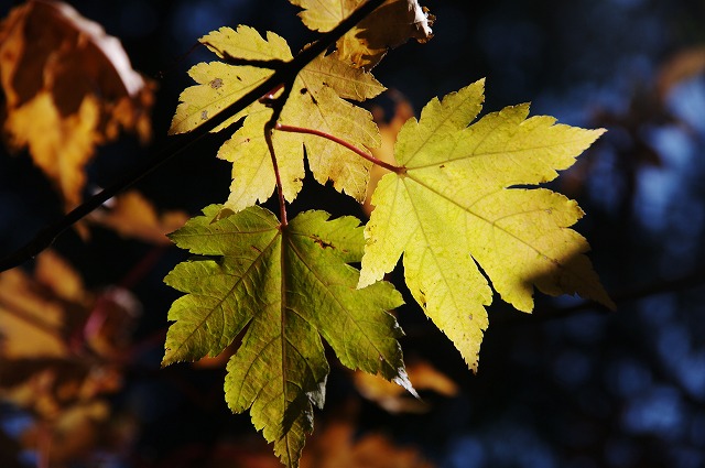 f:id:Argon:20131014212257j:image