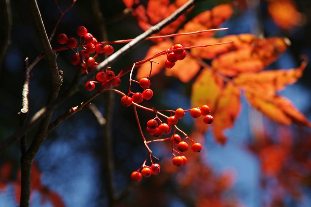 f:id:Argon:20131014212258j:image