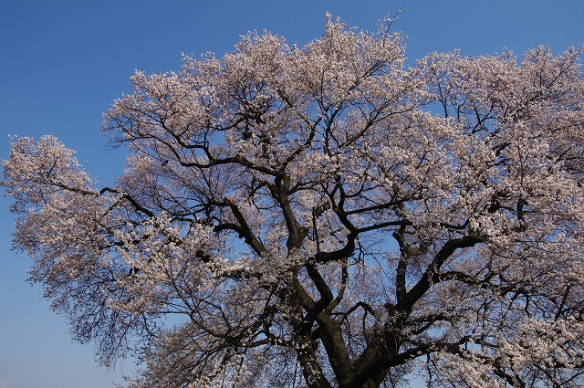 f:id:Argon:20140409212107j:image