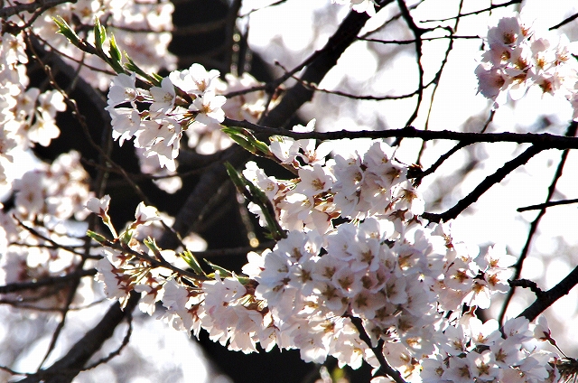 f:id:Argon:20140409212108j:image