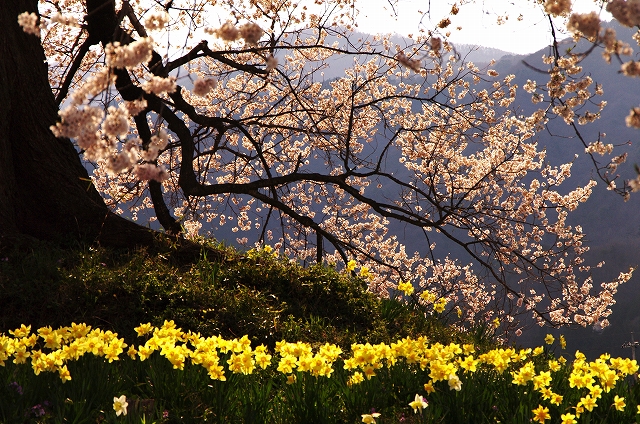 f:id:Argon:20140409212109j:image