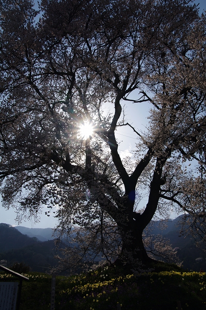 f:id:Argon:20140409212111j:image