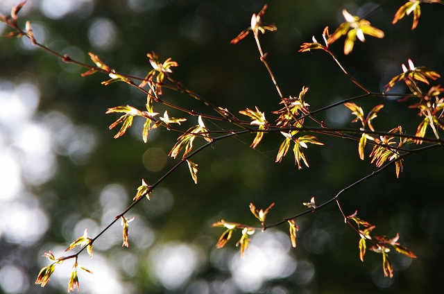 f:id:Argon:20140412201037j:image