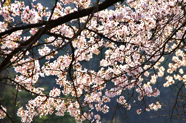 f:id:Argon:20140412201039j:image