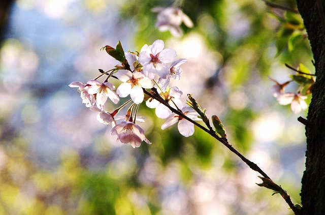 f:id:Argon:20140412201040j:image