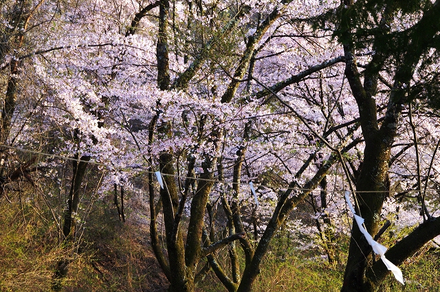 f:id:Argon:20140412201041j:image