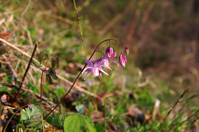 f:id:Argon:20140412201042j:image