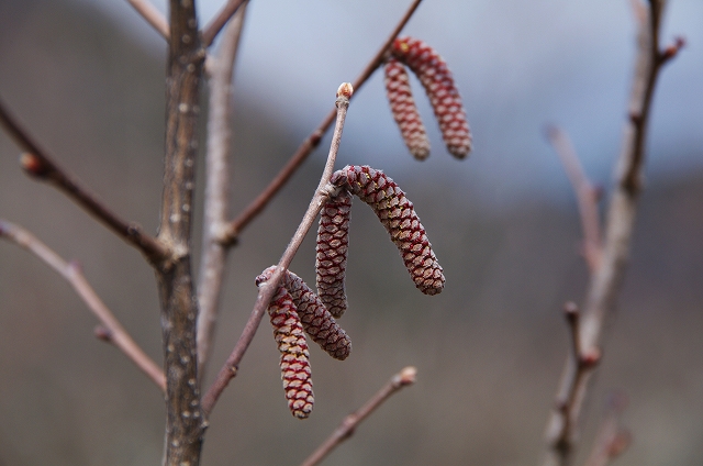 f:id:Argon:20140416154602j:image f:id:Argon:20140416154602j:image