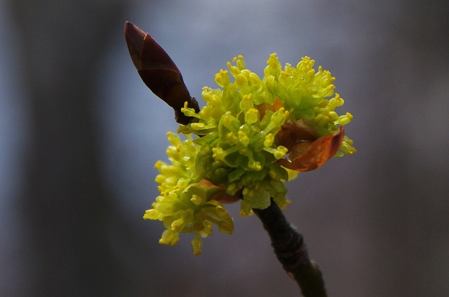 f:id:Argon:20140416154604j:image f:id:Argon:20140416154604j:image