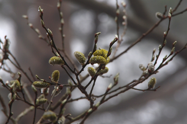 f:id:Argon:20140419214836j:image