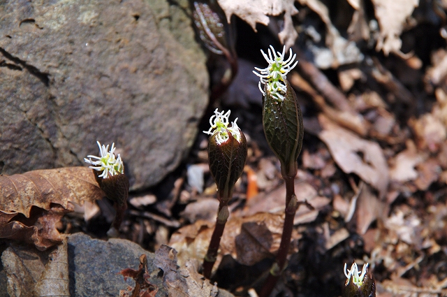 f:id:Argon:20140423205357j:image
