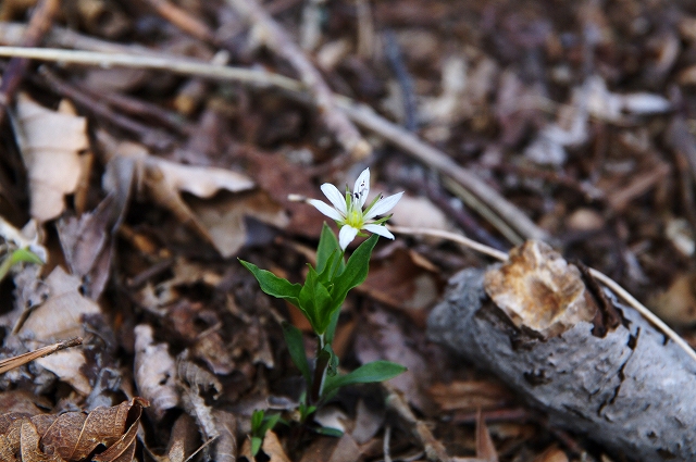 f:id:Argon:20140423205406j:image