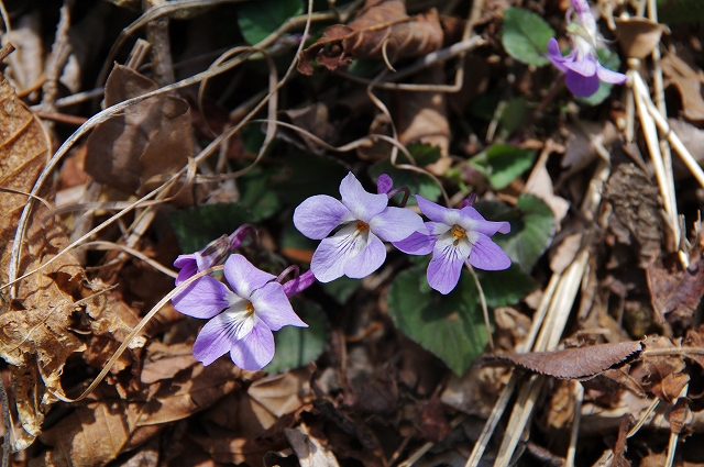 f:id:Argon:20140423205407j:image