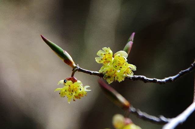 f:id:Argon:20140423205409j:image