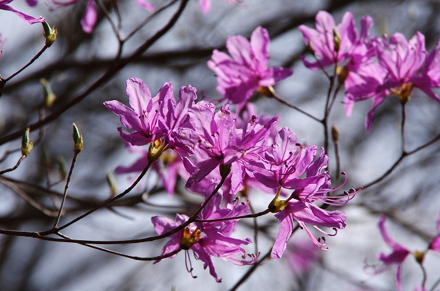 f:id:Argon:20140423205410j:image