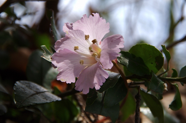 f:id:Argon:20140506105134j:image