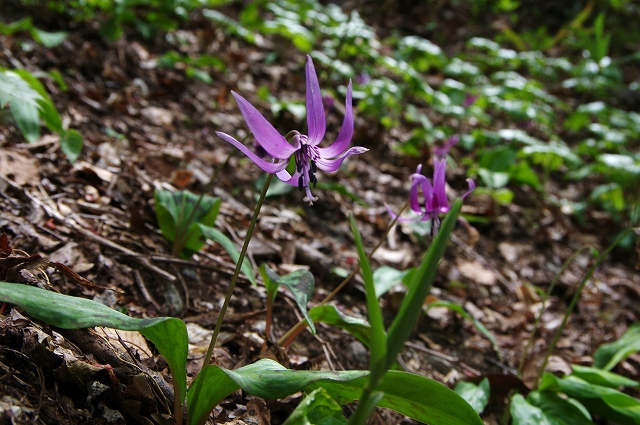 f:id:Argon:20140506105137j:image