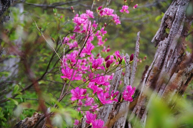 f:id:Argon:20140507104327j:image