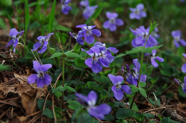 f:id:Argon:20140511113107j:image