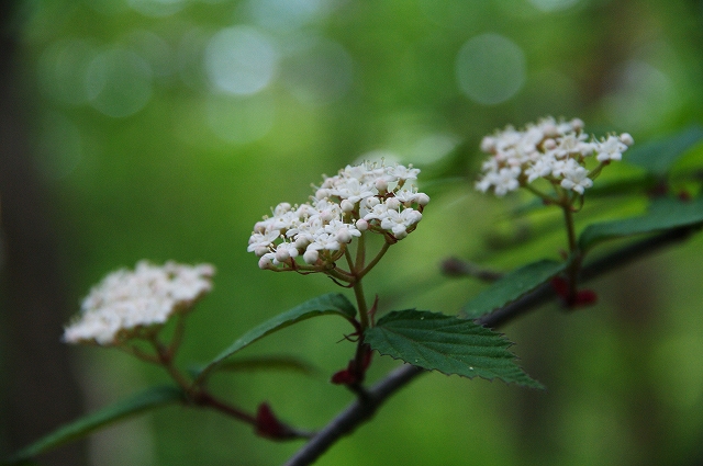 f:id:Argon:20140529001725j:image