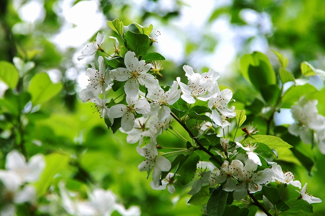 f:id:Argon:20140529001726j:image