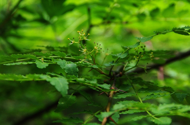 f:id:Argon:20140529001729j:image