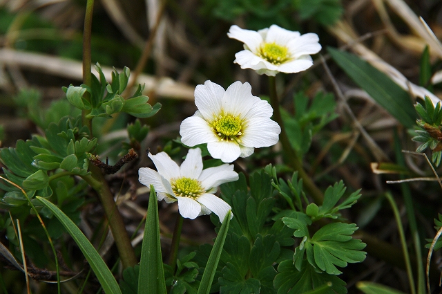 f:id:Argon:20140702155314j:image