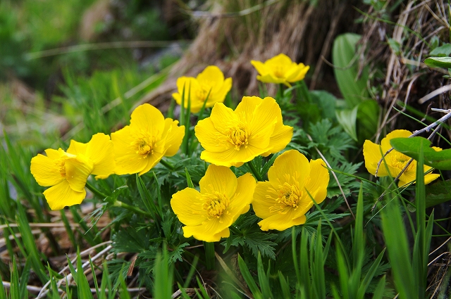f:id:Argon:20140705135318j:image