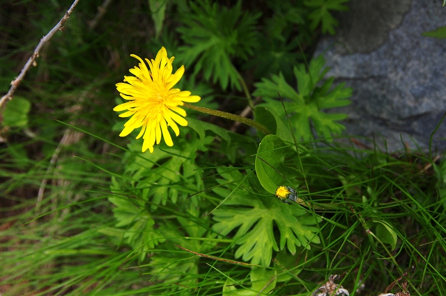 f:id:Argon:20140705143726j:image