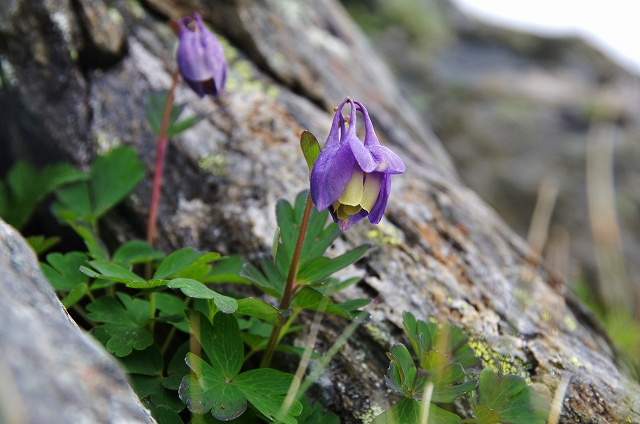 f:id:Argon:20140705143727j:image