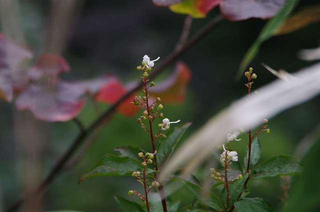 f:id:Argon:20140915225329j:image