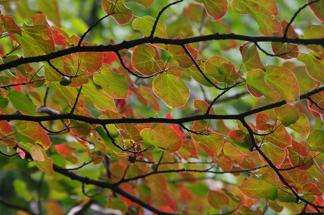 f:id:Argon:20140915225341j:image