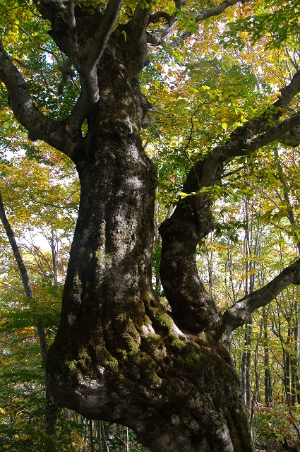 f:id:Argon:20141012214935j:image