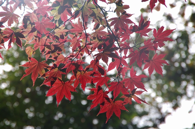 f:id:Argon:20141012214936j:image