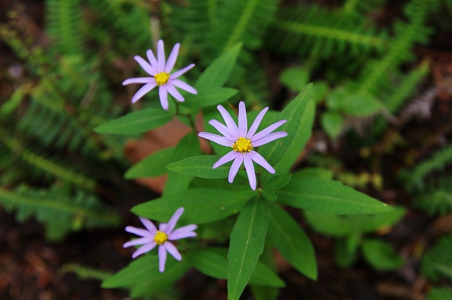 f:id:Argon:20150923233048j:image f:id:Argon:20150923233048j:image