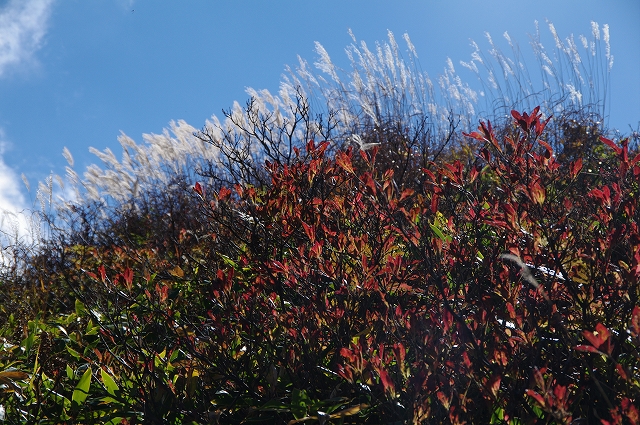 f:id:Argon:20151015000653j:image