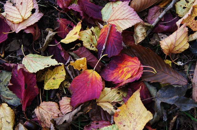 f:id:Argon:20151025215152j:image