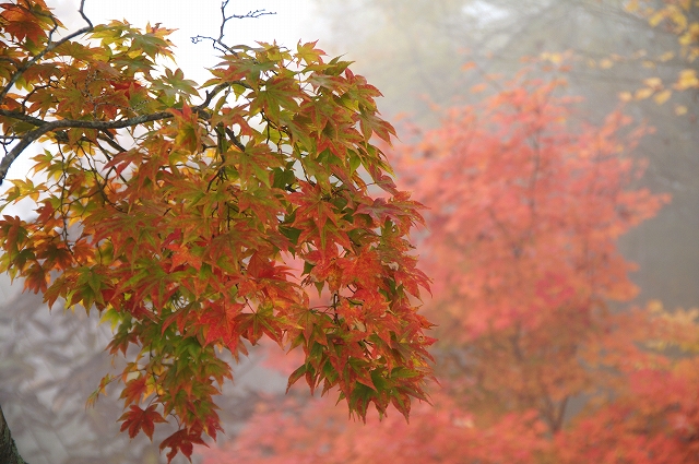 f:id:Argon:20151025215153j:image
