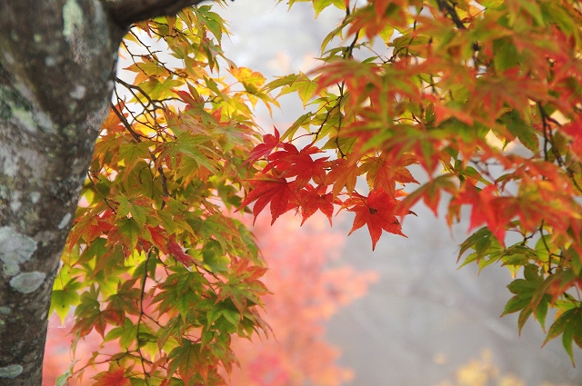 f:id:Argon:20151025215154j:image