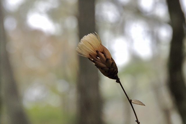 f:id:Argon:20151025215157j:image