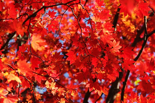 f:id:Argon:20151025215206j:image