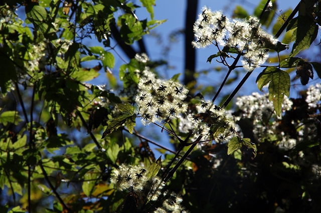 f:id:Argon:20151025215210j:image