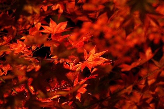 f:id:Argon:20151107085115j:image